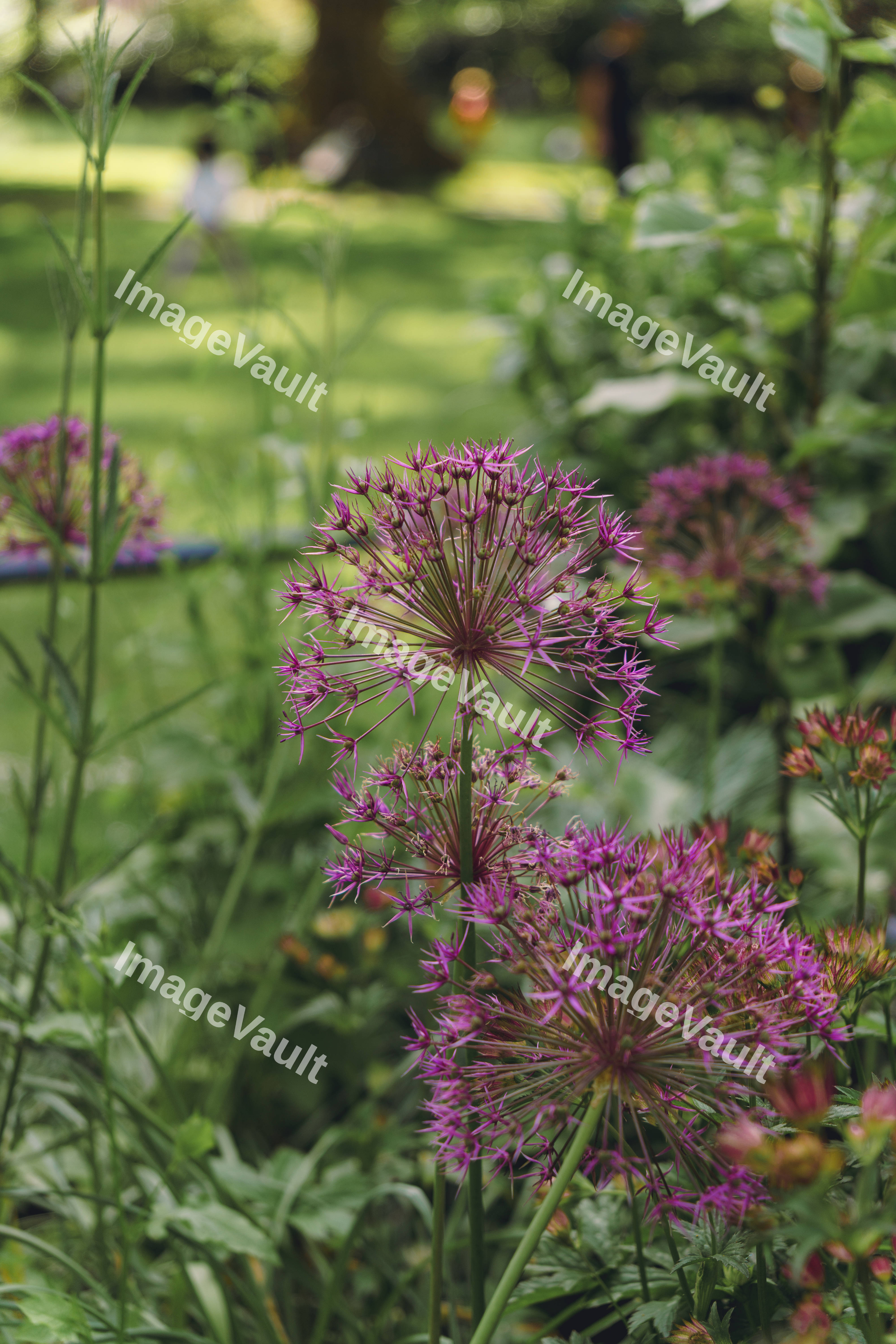 A Bunch Of Allium (Star of Persia)